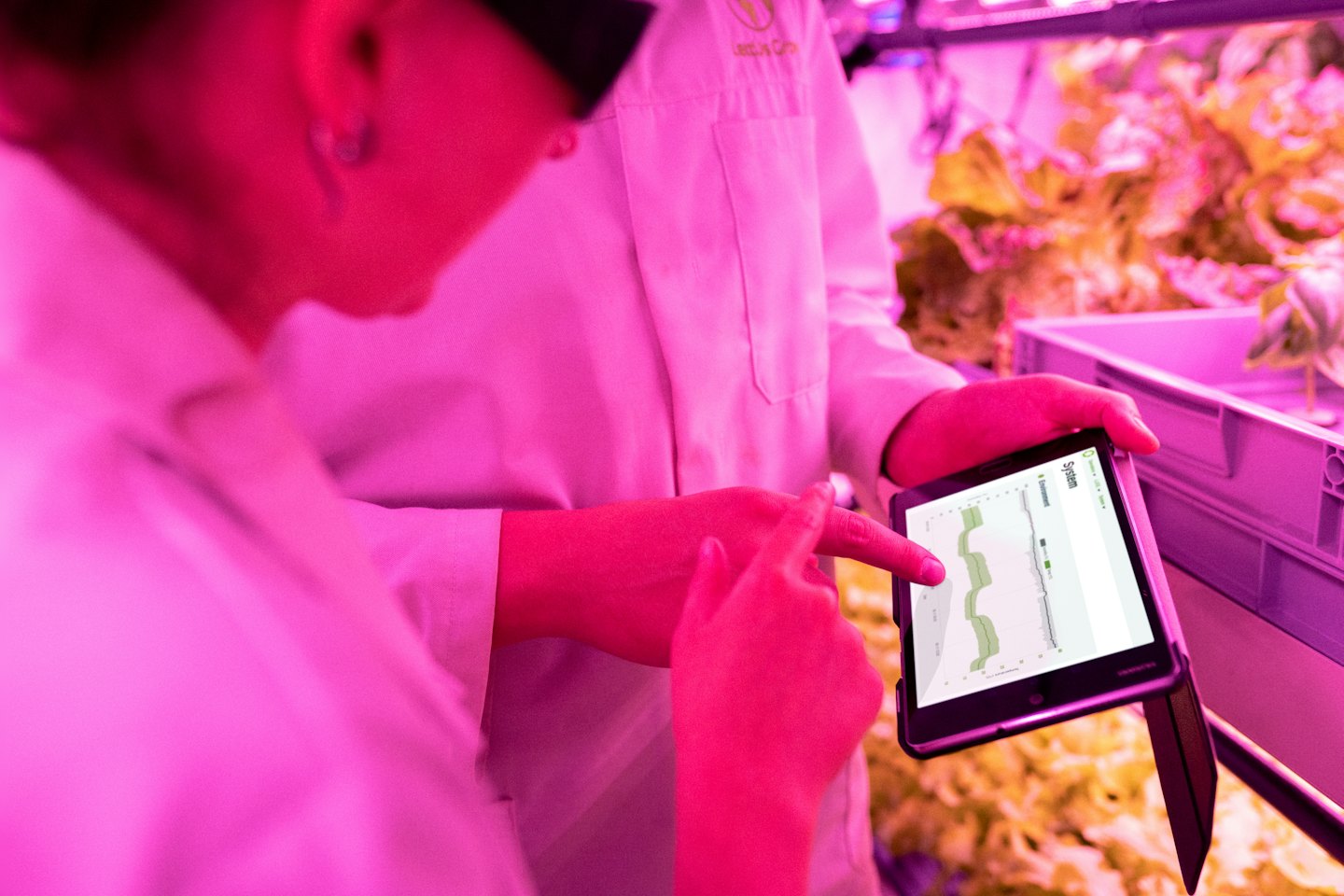Professionals review tablet data in a vertical farm with pink grow lights.